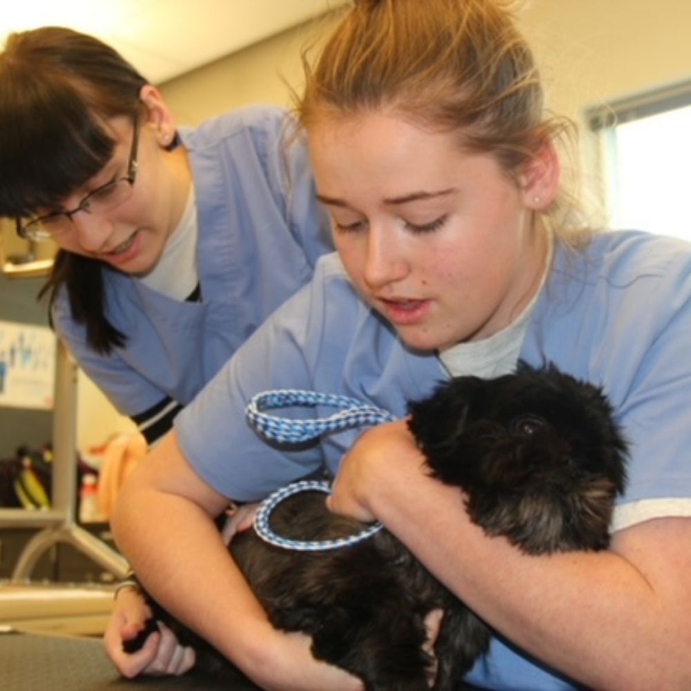 Veterinary Assisting | Northwest Career and Technical Academy | Mount Vernon, WA