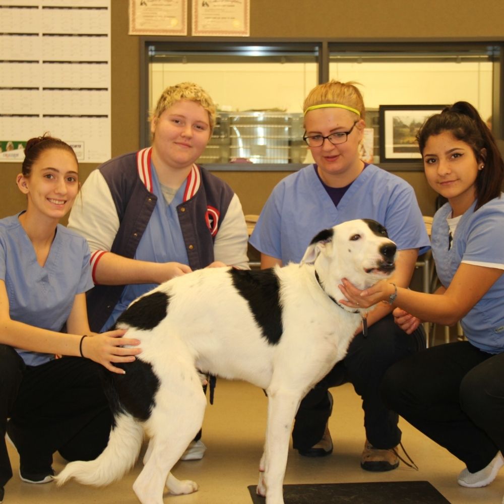 Veterinary Assisting | Northwest Career and Technical Academy | Mount Vernon, WA